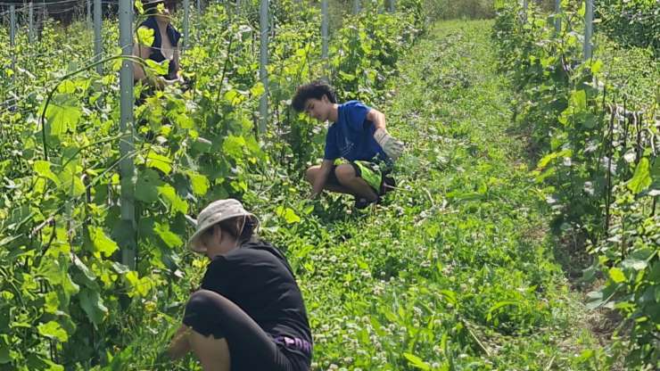 How much human labor goes into a glass of wine?